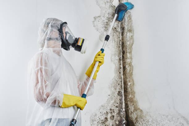 Crawl Space Mold Removal in Mount Oliver, PA