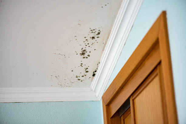 Best Same-Day Mold Removal  in Mount Oliver, PA