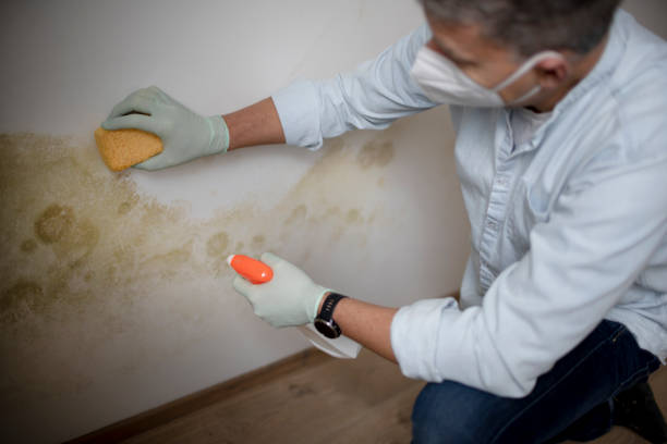 Attic Mold Removal in Mount Oliver, PA