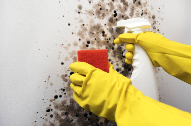 Best Mold Cleaning Services  in Mount Oliver, PA
