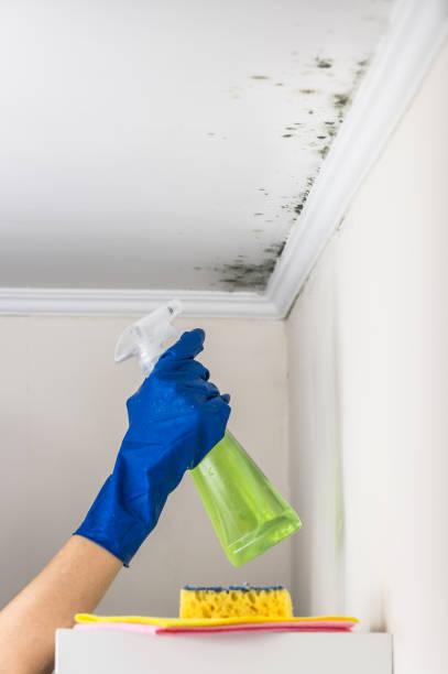 Best Mold Remediation Services  in Mount Oliver, PA
