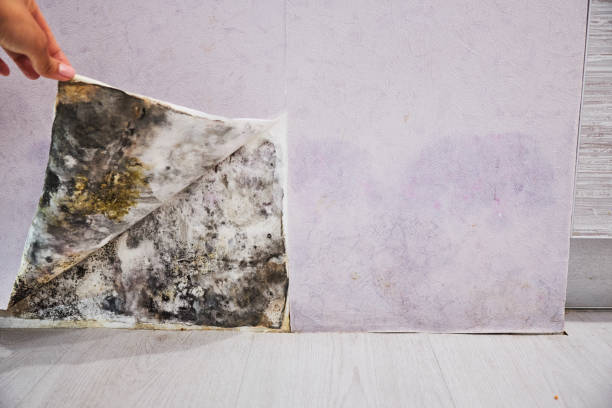Best Water Damage Restoration  in Mount Oliver, PA